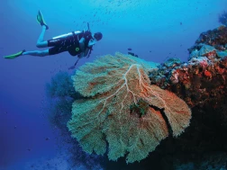 Diving Amilla Maldives Resort and Residences
