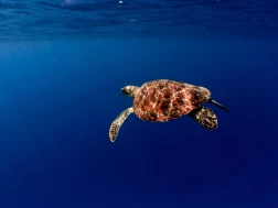 Turtle Safari Amilla Maldives Resort and Residences