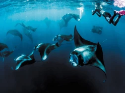 The Nautilus Maldives Manta Rays Water Sports