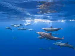 COMO Cocoa Island Dolphins