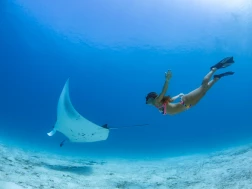 Emerald Maldives Resort & Spa Manta Ray Free Diving