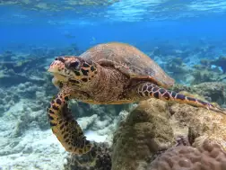 Raffles Maldives Meradhoo Marine Life Hawksbill Turtle