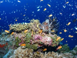 Six Senses Laamu House Reef