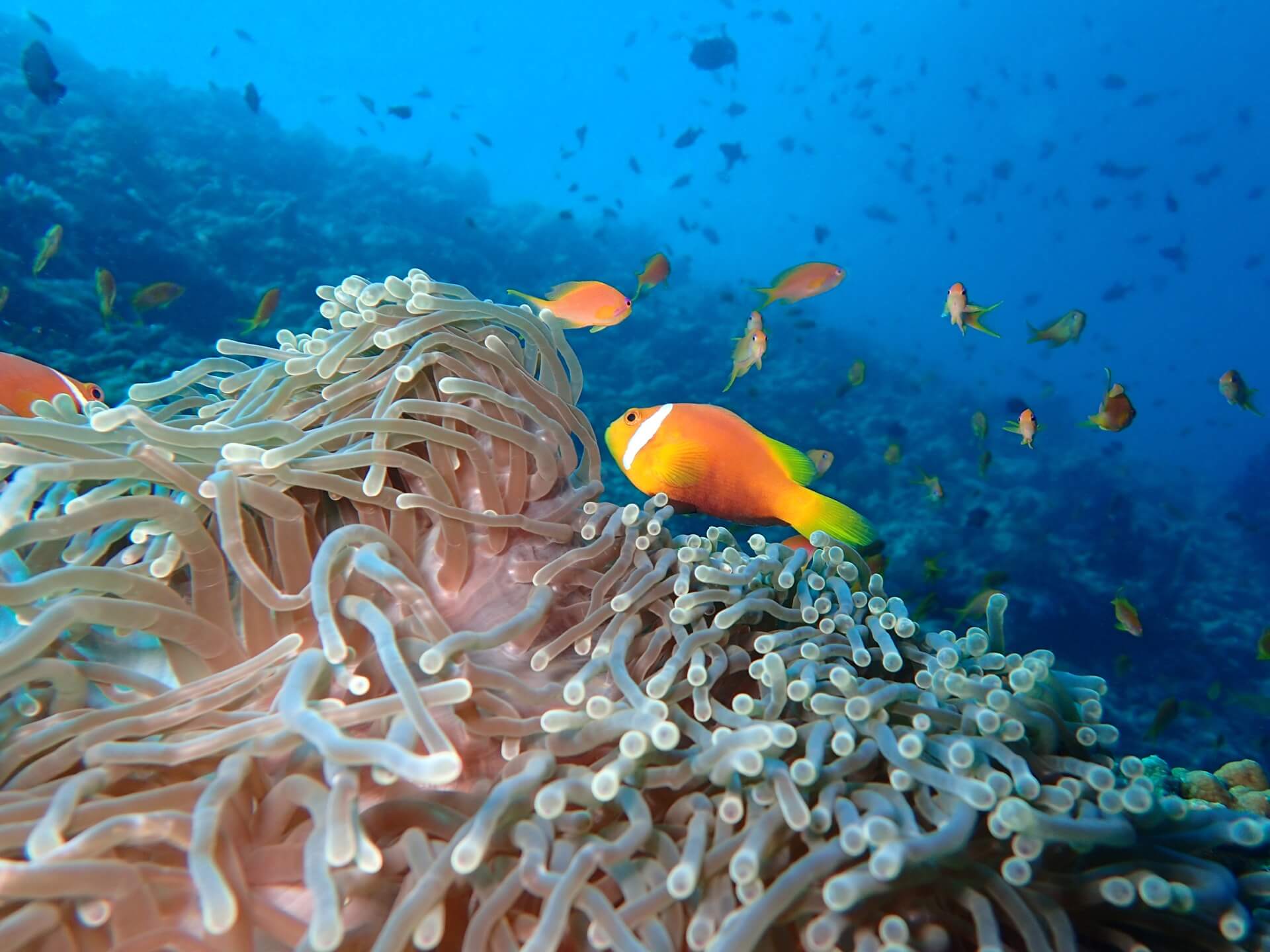 The Nautilus Maldives Reef Diving Water Sports